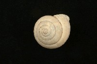 藏品(左旋栗蝸牛)的圖片